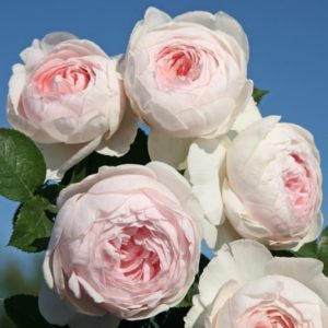 Герцогиня Христиана
