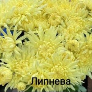 Липнева
